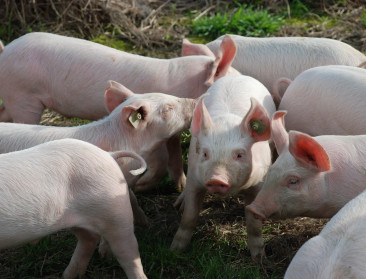 ILVO voert onderzoek naar het couperen van varkensstaarten