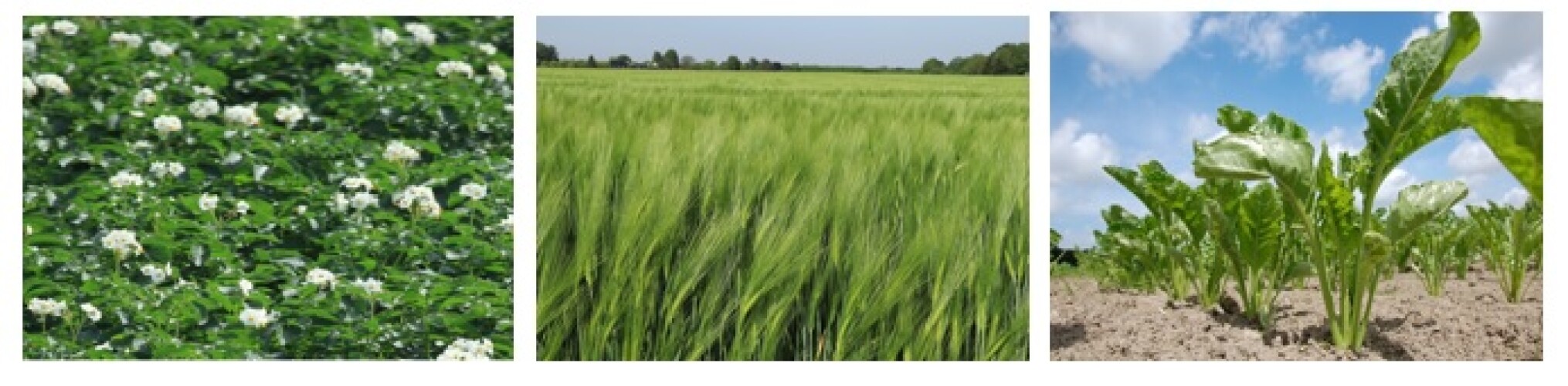 Wandelvoordracht Akkerbouw 2025 (Bekkevoort)