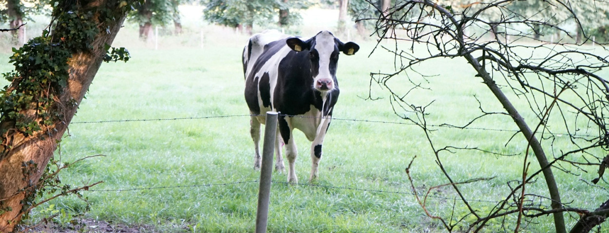 melkkoeweide2
