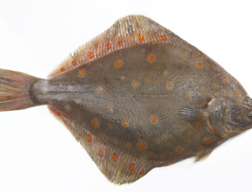 "Pladijs mogelijke uitzondering op aanlandplicht"