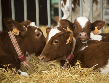 Hooibeekhoeve toont weg naar duurzame melkveehouderij
