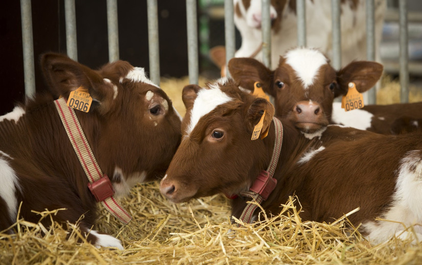 Hooibeekhoeve toont weg naar duurzame melkveehouderij