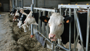 Ligt zwavelrijk rantsoen aan basis van Deense problemen met Bovaer?