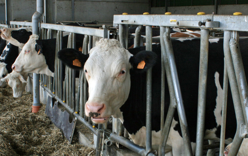 Ligt zwavelrijk rantsoen aan basis van Deense problemen met Bovaer?