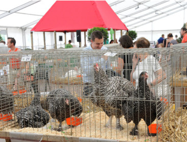 Vogelgriep vastgesteld bij hobbyhouders in provincie Luik