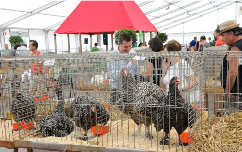 Vogelgriep vastgesteld bij hobbyhouders in provincie Luik