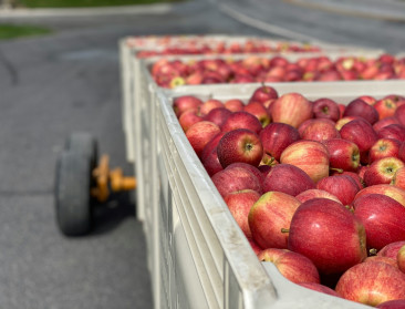 Vlaamse fruitboomkwekers herzien strategie na jarenlange crisis