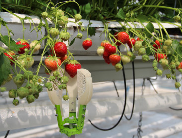 Plukken van aardbeien kan voortaan met een robot