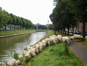 Schapenherder stopt samenwerking met stad Gent: “Te weinig ruimte voor dialoog en overleg”