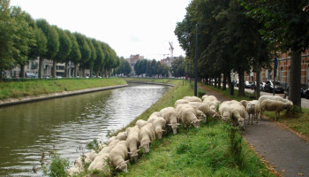 Schapenherder stopt samenwerking met stad Gent: “Te weinig ruimte voor dialoog en overleg”