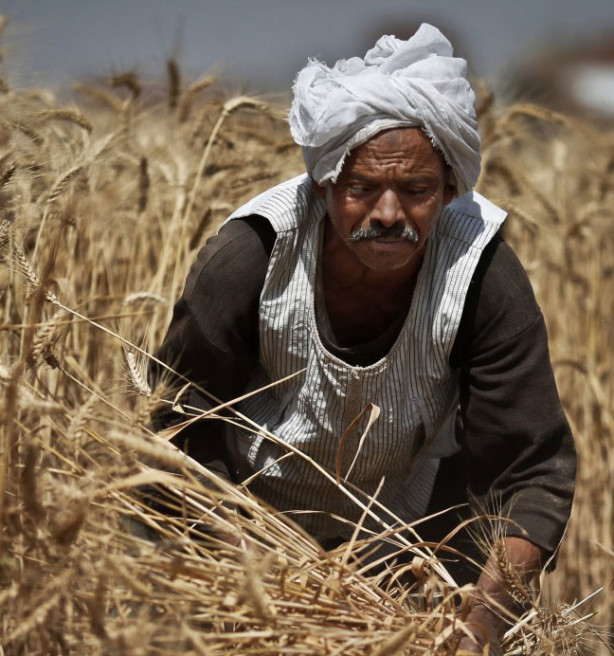 Indisch exportverbod stuwt tarwe naar recordprijs