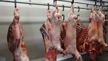 Slachthuis Kortenaken bijna klaar om uit de startblokken te gaan