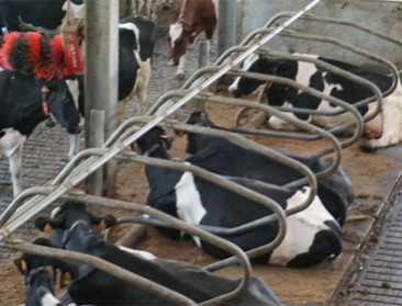 Handboek bundelt leerpunten van project rond verwerking rundermest