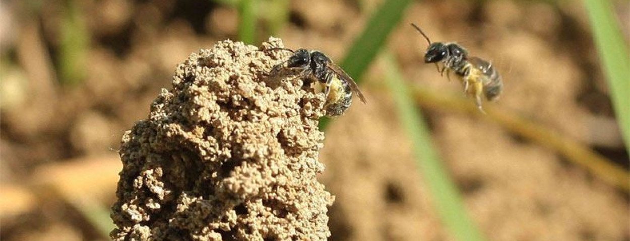 Lasioglossum_marginatum_Ci7
