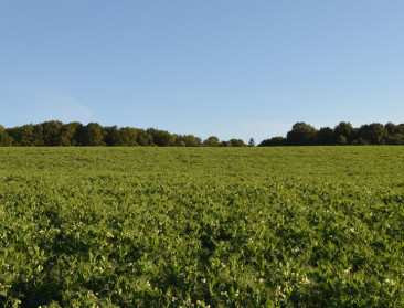 Diepvriessector volgt weerbericht met bang hart