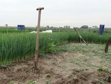 Van riek naar raad: Deze boeren raakten (niet) verkozen