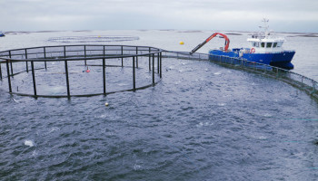 Vlaanderen slaagt er nog niet in om aquacultuur op te schalen naar commercieel succes