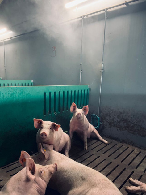 Coolpigs ищет свиноводов для проведения исследований стабильного холода