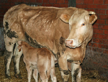 "Biovlees niet milieuvriendelijker dan gangbaar"