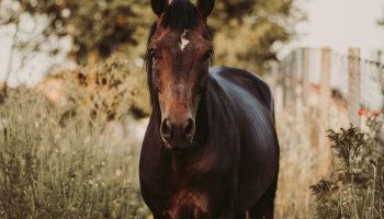 Week van sensibilisering rond verantwoord antibioticagebruik focust op paardenhouders