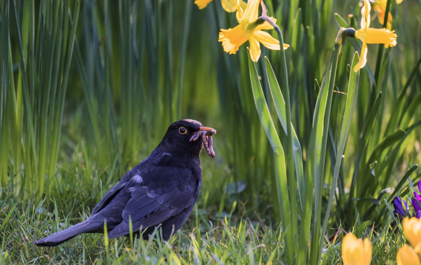 4 tips voor een beter bodemleven in je tuin