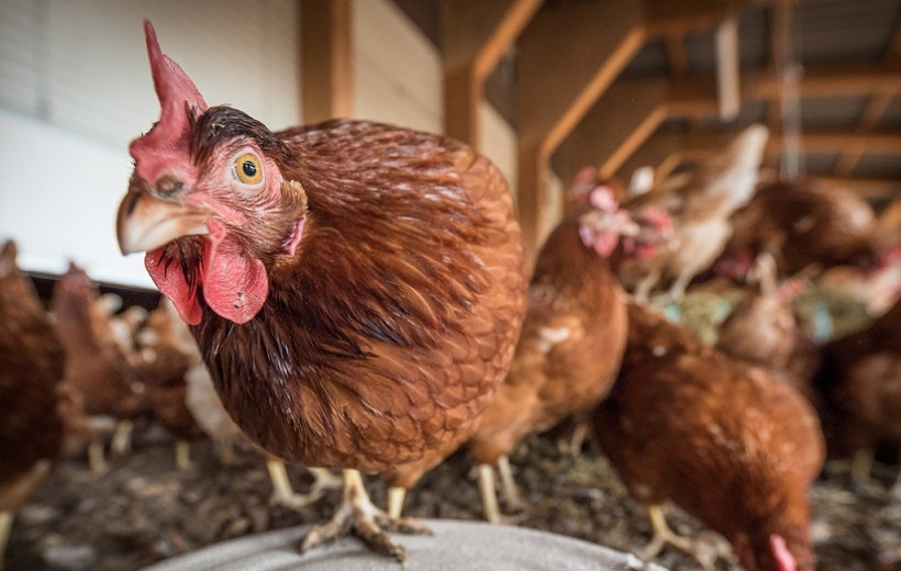 Pluimvee en varkens niet vatbaar voor corona