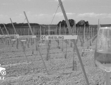 Flashback 2014: Oprichting Kenniscentrum Wijnbouw