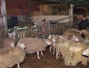 Gevangenisstraffen voor veehouders uit Heikruis