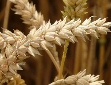 Tarweteelt voor Belgische pasta in de Kempen