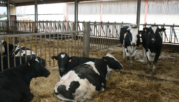 Rundveehouders krijgen uitstel voor melding van 5%-maatregel, maar uitvoeringsdeadline blijft