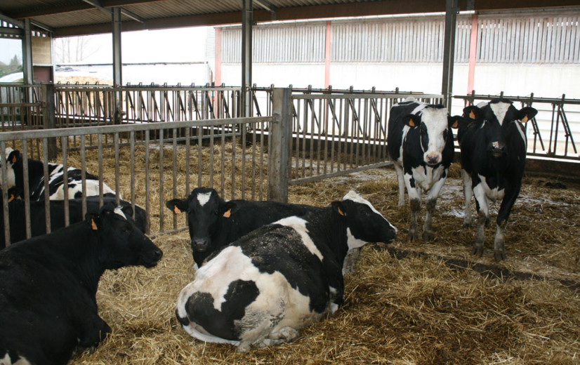 Wolk van boerderijstof beschermt tegen allergie