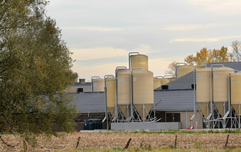 Dryade dagvaardt Vlaanderen voor geurhinder samen met omwonenden van veebedrijven