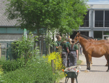 Paardenweddenschappen goed voor 281 miljoen euro omzet
