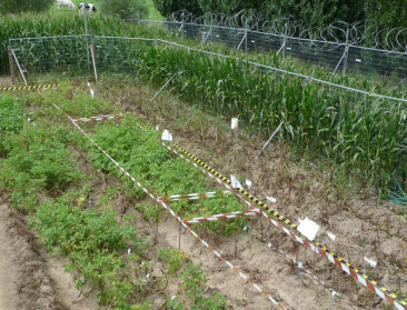 Aardappelveldproeven succesvol tegen aardappelziekte