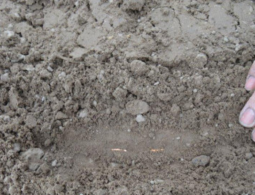 Commissie oppert quasi totaalverbod op neonicotinoïden