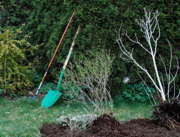 Nog geen weekendplannen?  Haal je groene vingers boven op de Nationale Boomplantdag