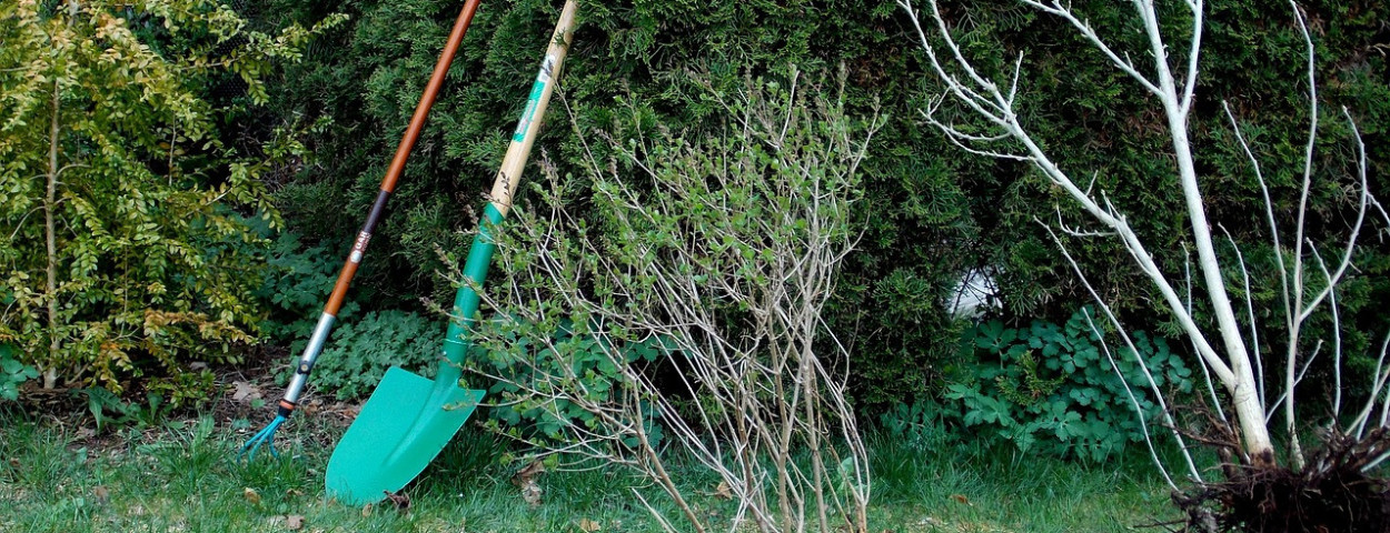 boom plant boomplantdag jo