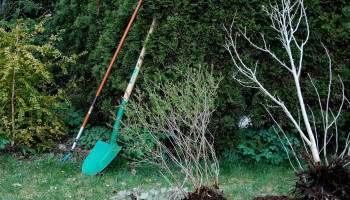Nog geen weekendplannen?  Haal je groene vingers boven op de Nationale Boomplantdag