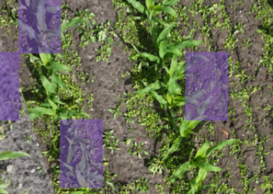 onkruidherkenning - resultaten herkenningsmodel in mapeo