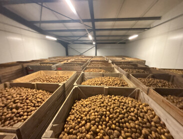 Actie “Nationale Aardappelberg” moet Vlaamse aardappeloverschotten redden van de afvalberg