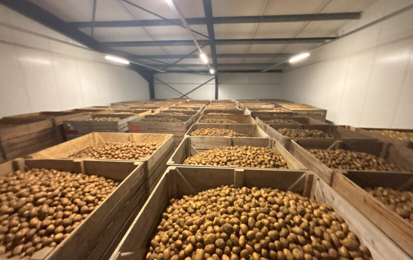 Actie “Nationale Aardappelberg” moet Vlaamse aardappeloverschotten redden van de afvalberg