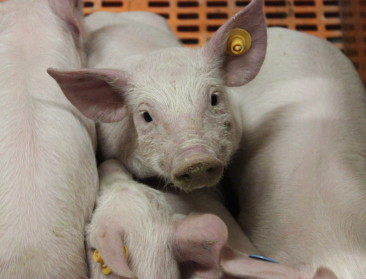 Open brief: “Noodkreet uit varkenssector”