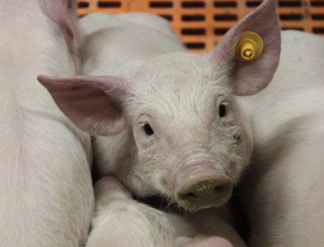 Spanje wil varkenspest bestrijden “naar Belgisch model”