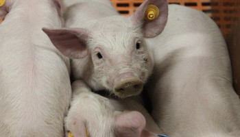 Varkens verlost van verplichte bloedprik in strijd tegen Afrikaanse varkenspest