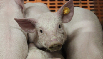 Spanje wil varkenspest bestrijden “naar Belgisch model”