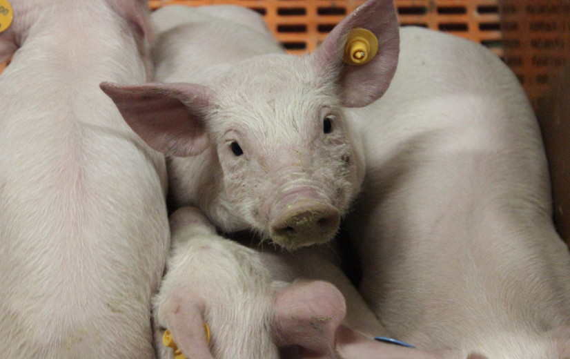 Varkenssector lanceert nieuw kwaliteitslabel BePork