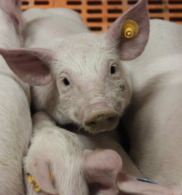 Hoge ambtenaren moeten zich buigen over EU-steun voor varkenssector
