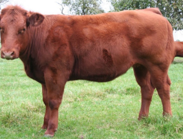 Europese erkenning voor vlees West-Vlaams rood ras?