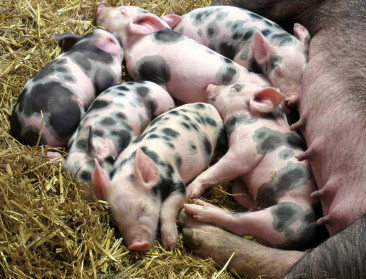 Varkenssector neemt afwachtende houding aan tegenover uitkoopregeling