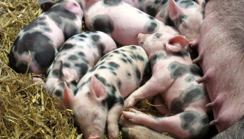 Varkenssector neemt afwachtende houding aan tegenover uitkoopregeling